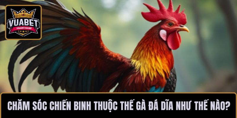 Chăm sóc chiến binh thuộc thế gà đá dĩa như thế nào?