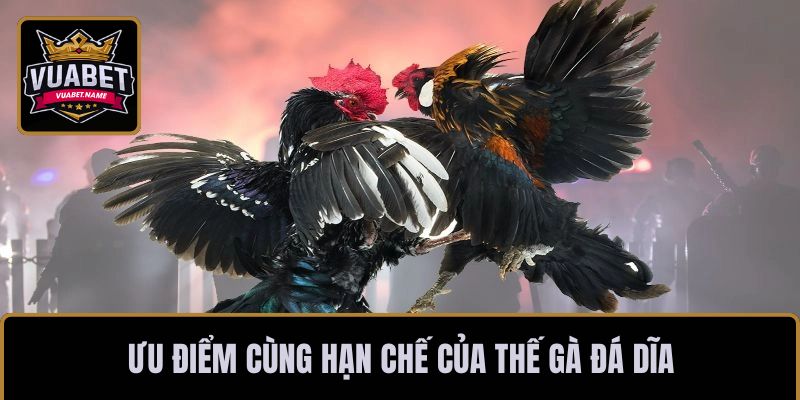 Ưu điểm cùng hạn chế của thế gà đá dĩa